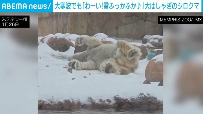 転がるシロクマ