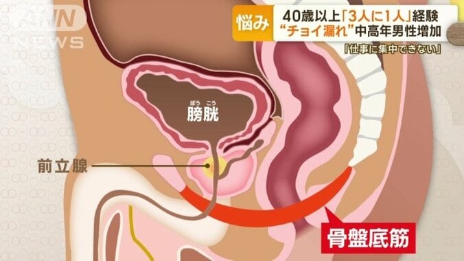 ぼうこうを支える骨盤底筋