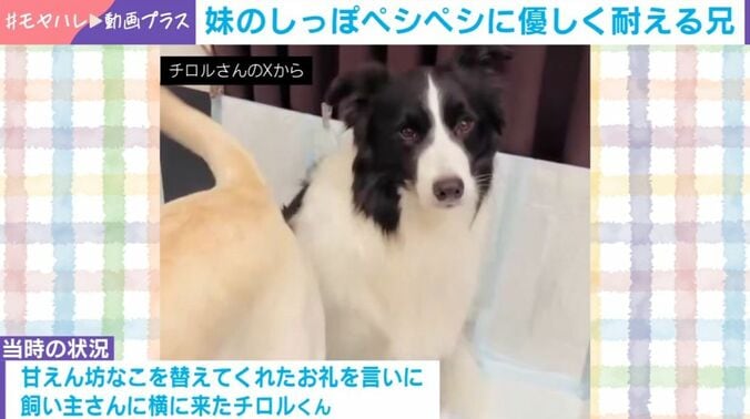 ボーダーコリーのチロルくん