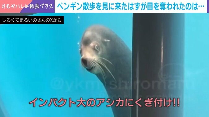 アシカのトイくん