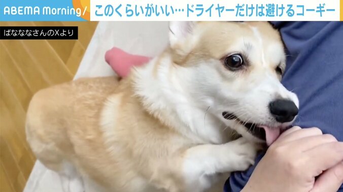 コーギーのあんずちゃん