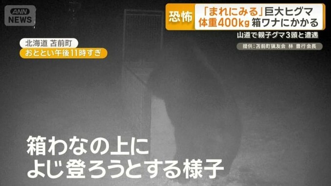 箱わなの上によじ登ろうとする巨大なクマ