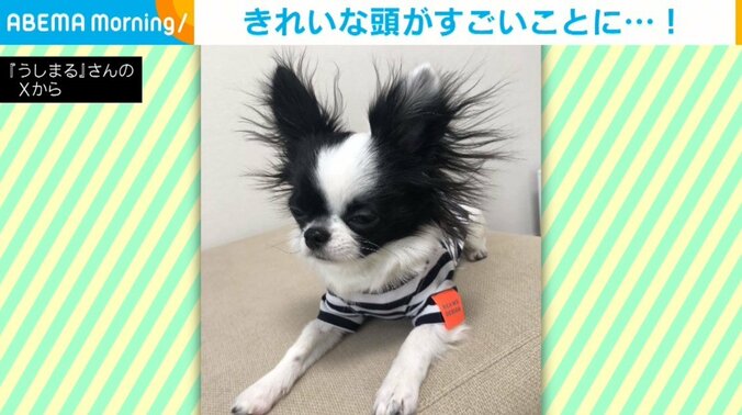 ロングコートチワワのうしまるくん