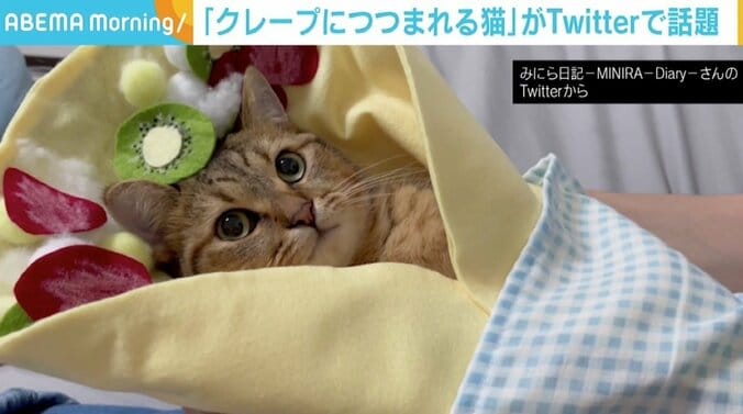 「この破壊力…」 “クレープにつつまれる猫”にウットリする人続出 1枚目