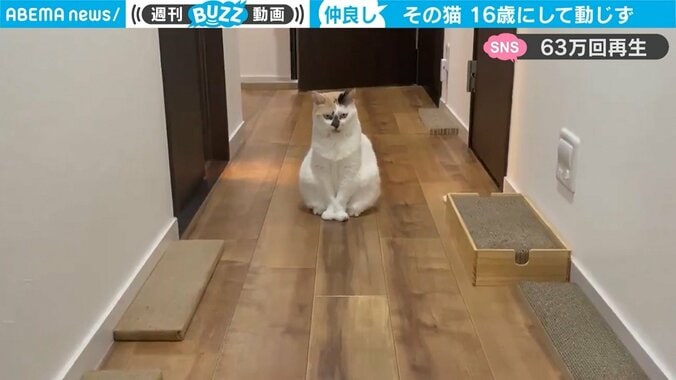 「大物感が半端ない」廊下に鎮座する16歳のお婆ちゃん猫に反響 1枚目