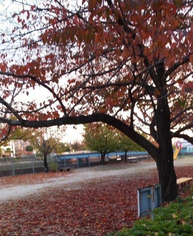 エッセイスト佐々木志穂美さん、30年以上障害のある子を3人育て一番辛かったこと「我が子なのに怖かったです」  1枚目