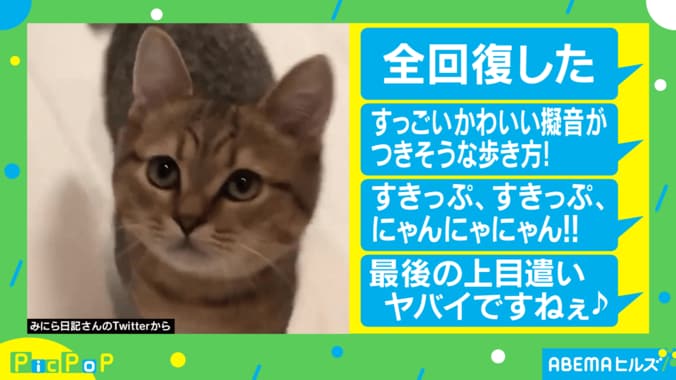 「可愛すぎて無限リピート」嬉しいのかな？ 猫のスキップ動画に疲労回復する人が続出 2枚目