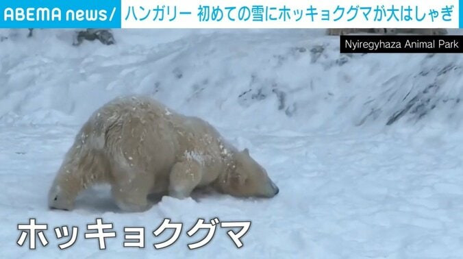 寝そべるホッキョクグマ