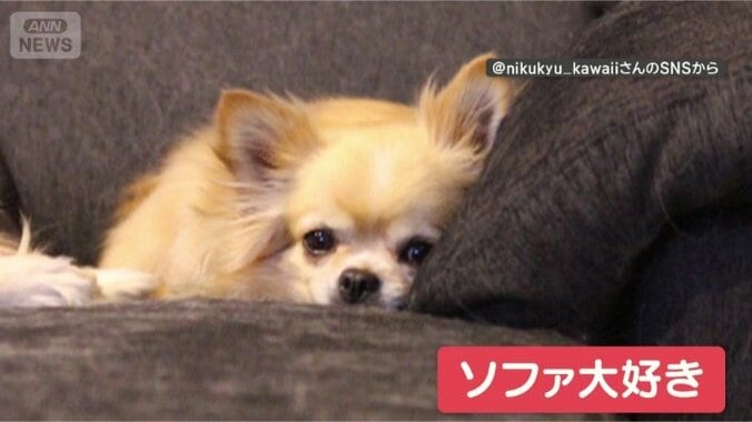 大好きなんだワン