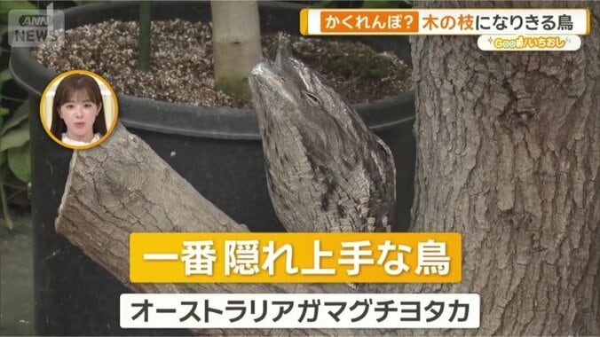オーストラリアガマグチヨタカ