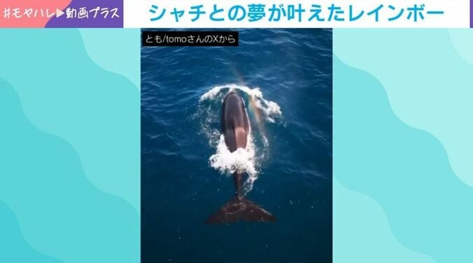シャチ