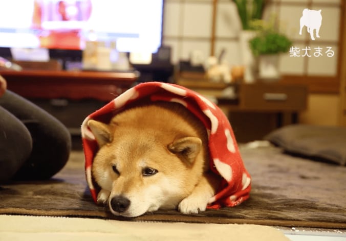 柴犬まる「まるくなってみたワン」可愛すぎて海外ファンからラブコールが止まらない 1枚目