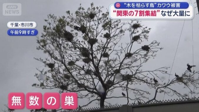 木には無数の巣