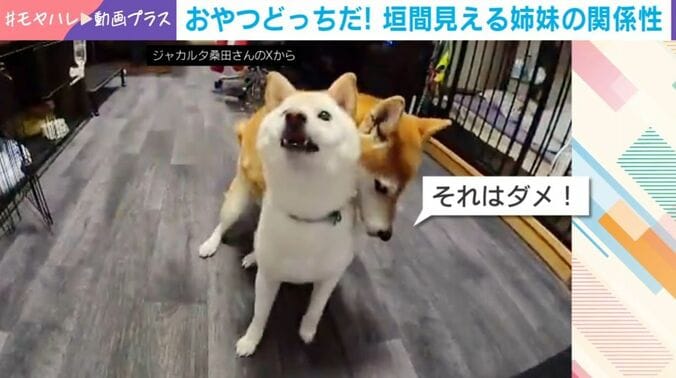 2匹の柴犬