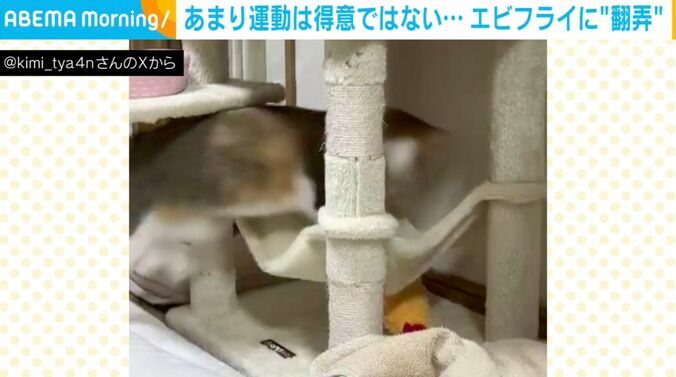 猫のきみちゃん