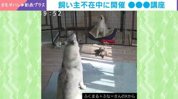 シベリアンハスキー