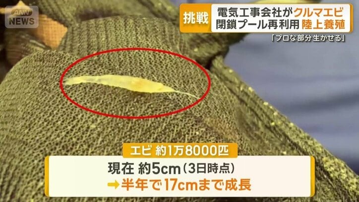 水槽で育てているエビは約1万8000匹