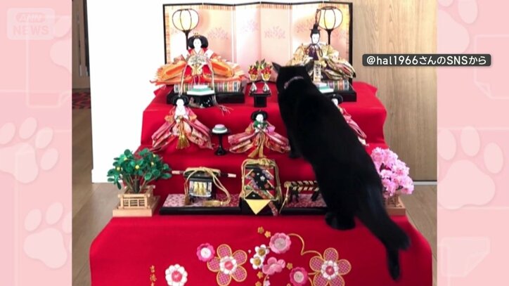 ひな壇をゆっくりのぼる