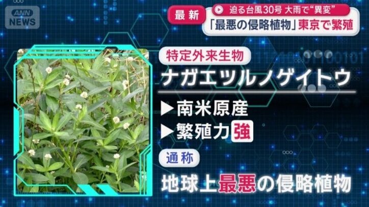 ナガエツルノゲイトウとは