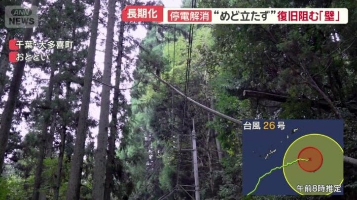 倒れた木がもたれかかっている電線