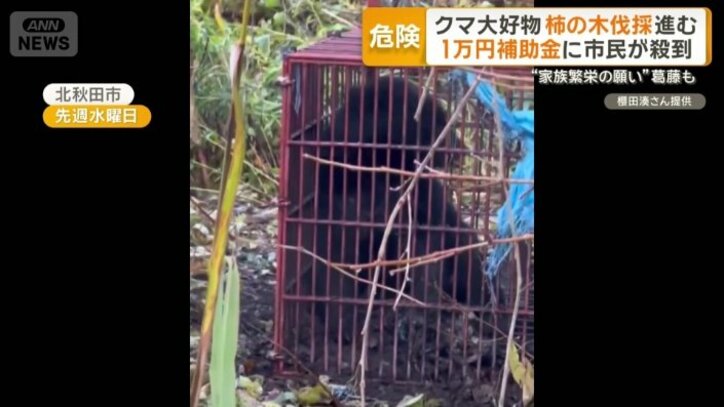 1頭のクマが捕獲