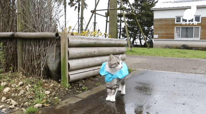 倉庫に捨てられていた野良が“パトロール猫”になるまで  誕生秘話に心温まる