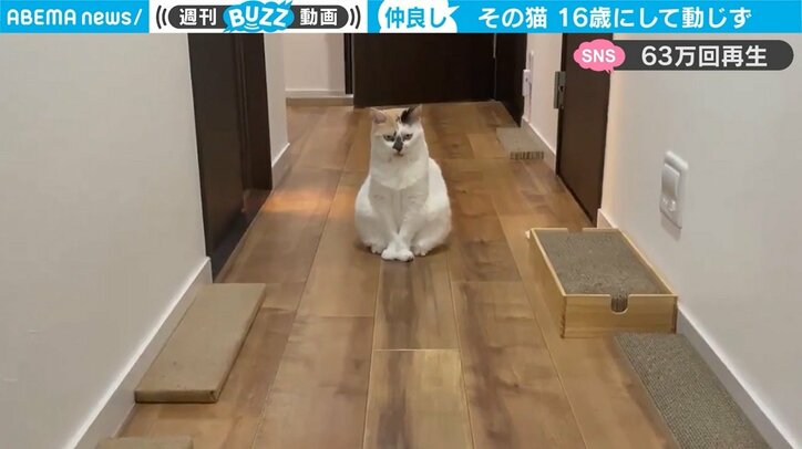 「大物感が半端ない」廊下に鎮座する16歳のお婆ちゃん猫に反響