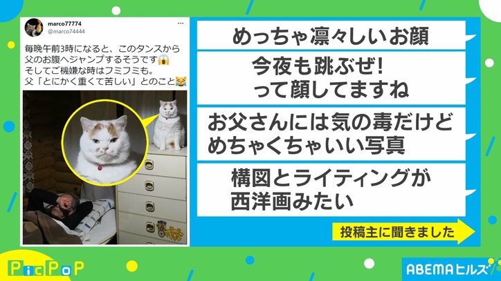 午前3時になると愛猫が父のお腹へダイブ！跳ぶ前の表情に「めっちゃ凛々しい」「今夜も跳ぶぜ！って顔」反響続々