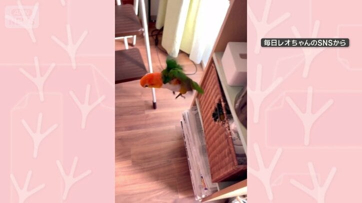 棚から飛び降りる