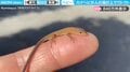 指の上でウトウト…カナヘビの赤ちゃんの“かわいすぎる日向ぼっこ”に「マジで可愛い」「小さくてもウトウト」と悶絶の声