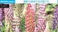 関東 行楽地で花の見ごろ