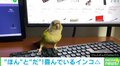 夜中にハイテンションになったインコ 夜更かしできる嬉しさを爆発させた“喜びの舞”が「楽しそう」「ずっと見てられる」と話題