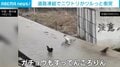 凍った道路が“ツルツル” 止まれないニワトリが玉突き衝突 ガチョウも転んで呆然 中国