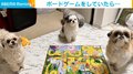 別の生き方してみたかった? 自席で準備万端な犬たちに「犬生ゲーム」「かしこい」反響続々