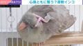 届かないなら背中から…!? インコが見せた驚愕の“軟体ポーズ”に「鳥ってそんなことできるの？」「絶対気持ちいいだろうな」など反響