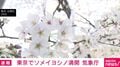 東京でソメイヨシノ満開 気象庁