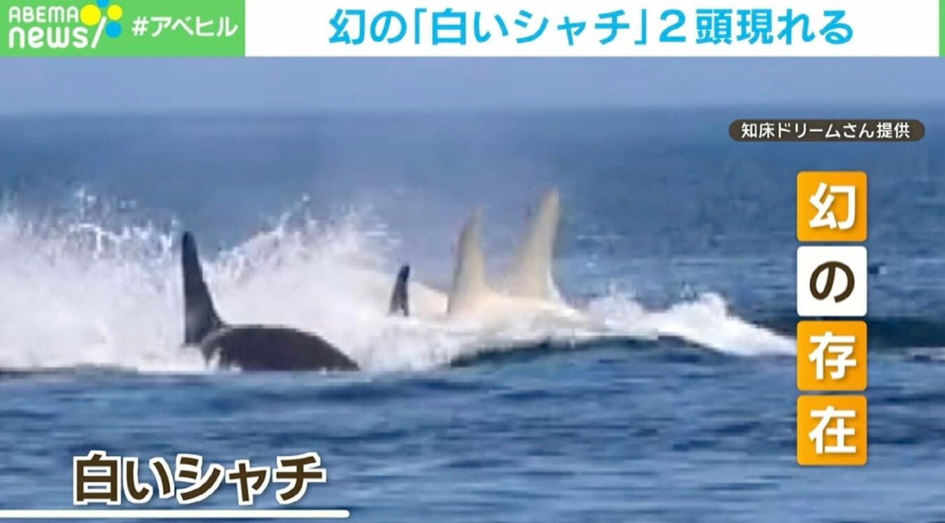 【写真・画像】し、白いシャチが二頭！ しかも並んでる！ 幻の存在に写真家興奮 1枚目 | 国内 | ABEMA TIMES | アベマタイムズ