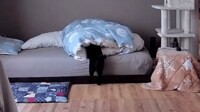 【映像】後ろ足をバタバタさせ、お布団の中に潜り込もうとする黒猫