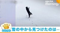 自分で掘り出したもので“パニック” 大慌てで飼い主の足元に戻る姿が話題
