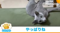 【映像】ソファの端ギリギリで遊ぶ猫の“結末”