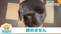 【映像】小さい箱に収まりたい黒猫