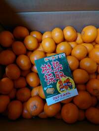 秋野暢子『ビタミンC大量』