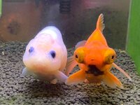 LiLiCo『あら〜❤️❤️❤️』