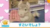 【映像】“クセ強”な面白リアクションをするチンチラ
