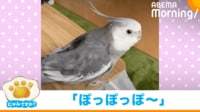 【映像】インコが歌った“絶妙な選曲”