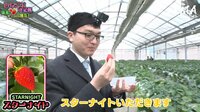 【映像】いちご王決定戦 最高のいちごを見つけるのは誰だ![チーム永瀬]