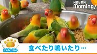【映像】インコがエサに群がり“大合唱”