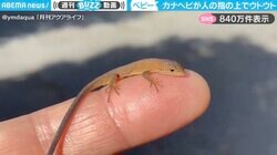 指の上でウトウト…カナヘビの赤ちゃんの“かわいすぎる日向ぼっこ”に「マジで可愛い」「小さくてもウトウト」と悶絶の声
