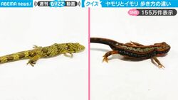 どっちがイモリでどっちがヤモリ？ 違いがひと目でわかる“歩き方”の比較映像に反響！「イモリのドタドタ感が面白い」