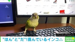 夜中にハイテンションになったインコ 夜更かしできる嬉しさを爆発させた“喜びの舞”が「楽しそう」「ずっと見てられる」と話題